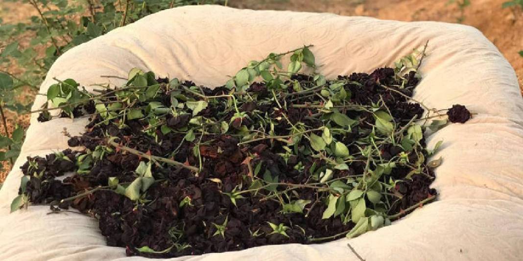 Dünyada nadir, Türkiye’de ise sadece Şanlıurfa’da bulunuyor! Herkes onun peşinde: Nadide bitkinin hasadına başlandı 6